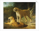 A Tiger and Tigress at the Exeter 'Change Menagerie in 1808, 1808 by Jacques-Laurent Agasse