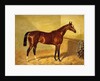 Orlando, a Bay Racehorse in a Loosebox, 1845 by John Frederick Herring Snr