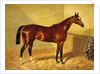 Orlando, a Bay Racehorse in a Loosebox, 1845 by John Frederick Herring Snr