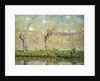 Spring, the Border of l'Epte; Printemps, Bord de l'Epte, 1885 by Claude Monet