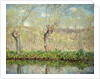 Spring, the Border of l'Epte; Printemps, Bord de l'Epte, 1885 by Claude Monet