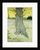 The Old Tree; Le Vieil If, 1888 by Vincent van Gogh