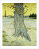 The Old Tree; Le Vieil If, 1888 by Vincent van Gogh