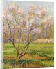 Apple Tree in Blossom; Pommiers en Fleurs by Henri Jean Guillaume Martin