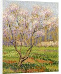 Apple Tree in Blossom; Pommiers en Fleurs by Henri Jean Guillaume Martin