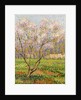 Apple Tree in Blossom; Pommiers en Fleurs by Henri Jean Guillaume Martin