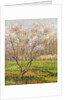 Apple Tree in Blossom; Pommiers en Fleurs by Henri Jean Guillaume Martin
