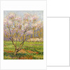 Apple Tree in Blossom; Pommiers en Fleurs by Henri Jean Guillaume Martin