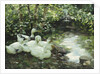 Five ducks on the river, Stony shore; Funf Enten am Bach, Steiniges Ufer by Alexander Koester