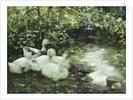 Five ducks on the river, Stony shore; Funf Enten am Bach, Steiniges Ufer by Alexander Koester