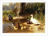 Ducks at the Water's Edge, 1874 by Carl Jutz