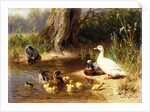 Ducks at the Water's Edge, 1874 by Carl Jutz