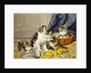 Playful Kittens by Daniel Merlin