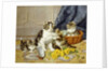 Playful Kittens by Daniel Merlin