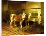 Two Calves in a Barn by Walter Hunt