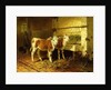 Two Calves in a Barn by Walter Hunt