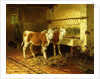 Two Calves in a Barn by Walter Hunt