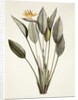 Bird of Paradise; Strelitzia Reginae by Pierre Joseph Redouté