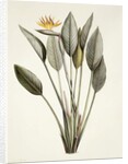 Bird of Paradise; Strelitzia Reginae by Pierre Joseph Redouté