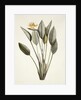 Bird of Paradise; Strelitzia Reginae by Pierre Joseph Redouté