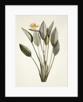 Bird of Paradise; Strelitzia Reginae by Pierre Joseph Redouté