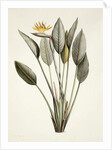 Bird of Paradise; Strelitzia Reginae by Pierre Joseph Redouté