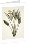 Bird of Paradise; Strelitzia Reginae by Pierre Joseph Redouté