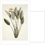 Bird of Paradise; Strelitzia Reginae by Pierre Joseph Redouté