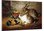 Escaped: Two Rabbits and Guinea Pig, 1880 by Alfred R. Barber