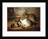 Escaped: Two Rabbits and Guinea Pig, 1880 by Alfred R. Barber