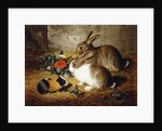Escaped: Two Rabbits and Guinea Pig, 1880 by Alfred R. Barber