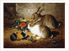 Escaped: Two Rabbits and Guinea Pig, 1880 by Alfred R. Barber