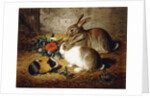 Escaped: Two Rabbits and Guinea Pig, 1880 by Alfred R. Barber