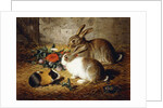 Escaped: Two Rabbits and Guinea Pig, 1880 by Alfred R. Barber