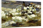 Ducks in the Pond; Enten im Teich, by Alexander Koester