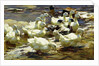 Ducks in the Pond; Enten im Teich, by Alexander Koester