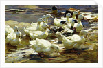 Ducks in the Pond; Enten im Teich, by Alexander Koester