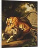 A Tiger attacking a Bull, 1785 by Johan Wenzel Peter