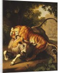 A Tiger attacking a Bull, 1785 by Johan Wenzel Peter
