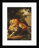 A Tiger attacking a Bull, 1785 by Johan Wenzel Peter