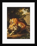 A Tiger attacking a Bull, 1785 by Johan Wenzel Peter