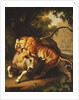 A Tiger attacking a Bull, 1785 by Johan Wenzel Peter