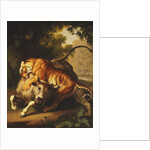 A Tiger attacking a Bull, 1785 by Johan Wenzel Peter