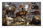 Studies of a Red Deer, an Ibex, a Wild Boar, three Wolves, two Beavers, two Hares by Carl Borromaus Andreas Ruthart