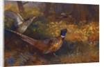 A Cock and Hen Pheasant at the Edge of a Wood, 1897 by Archibald Thorburn
