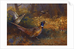 A Cock and Hen Pheasant at the Edge of a Wood, 1897 by Archibald Thorburn