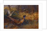 A Cock and Hen Pheasant at the Edge of a Wood, 1897 by Archibald Thorburn