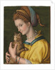 Portrait of a young lady holding a cat by Francesco Ubertini Verdi Bachiacca