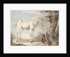 An Old Grey Horse Tethered to a Tree, a Boy resting nearby by Paul Sandby