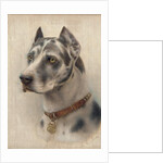 The Head of a Doberman by Wilhelm Schwar